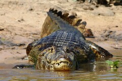 Caiman yacare