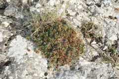 Teucrium montanum jailae