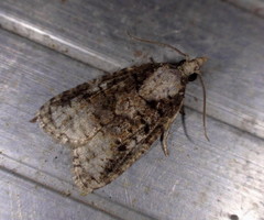 Platynota exasperatana