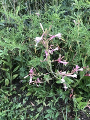 Oenothera filiformis
