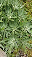 Echium candicans