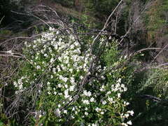 Philadelphus lewisii