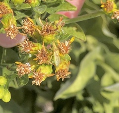Hemiptera
