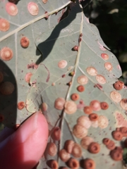 Neuroterus anthracinus