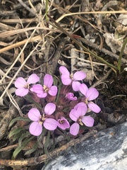 Brassicaceae