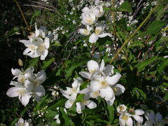Philadelphus lewisii
