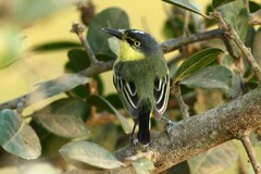 Todirostrum cinereum