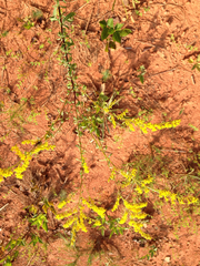 Solidago pinetorum