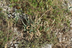 Takhtajaniantha crispa