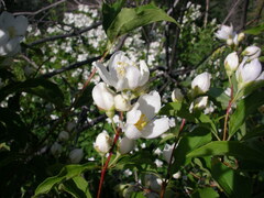 Philadelphus lewisii