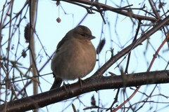 Fringilla coelebs coelebs