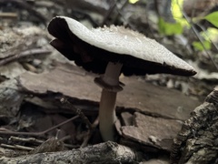 Pluteus petasatus