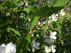 Philadelphus lewisii