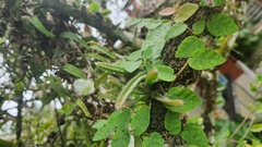 Cactoideae