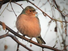 Fringilla coelebs coelebs