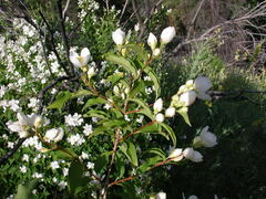 Philadelphus lewisii