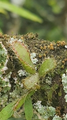 Cactoideae