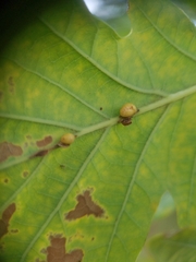 Neuroterus anthracinus