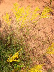 Solidago pinetorum