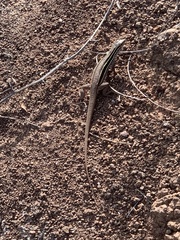 Aspidoscelis sonorae