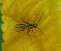 Hymenoptera