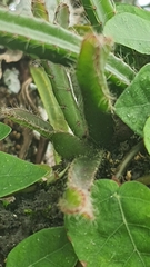 Cactoideae