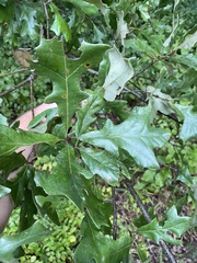 Quercus stellata