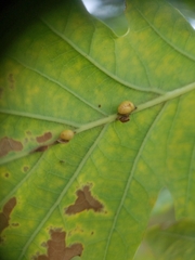 Neuroterus anthracinus