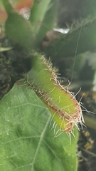 Cactoideae