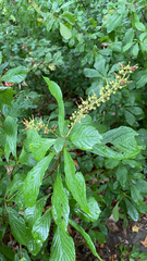 Clethra alnifolia