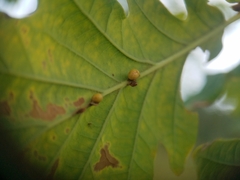 Neuroterus anthracinus