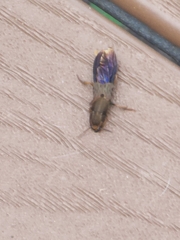 Platydracus maculosus