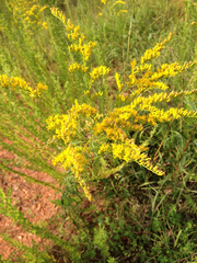 Solidago pinetorum