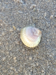 Cerastoderma glaucum