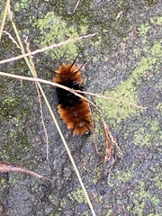 Turuptiana obliqua