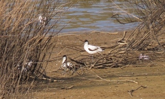 Recurvirostra avosetta