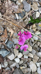 Lathyrus latifolius