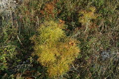 Paeonia tenuifolia