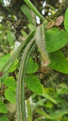 Cactoideae
