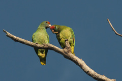 Amazona rhodocorytha