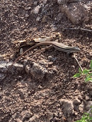 Aspidoscelis sonorae