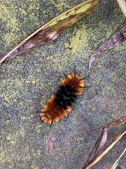 Turuptiana obliqua