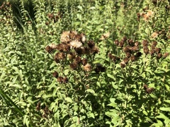 Pentanema squarrosum