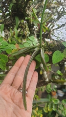 Cactoideae