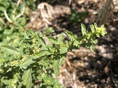 Amaranthus albus