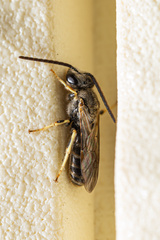Halictus