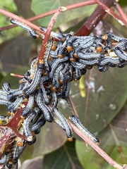 Noctuoidea