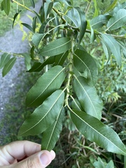 Salix eriocephala