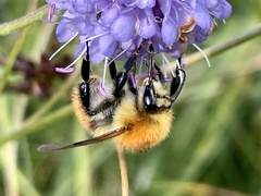 Bombus pascuorum