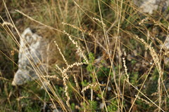 Briza humilis